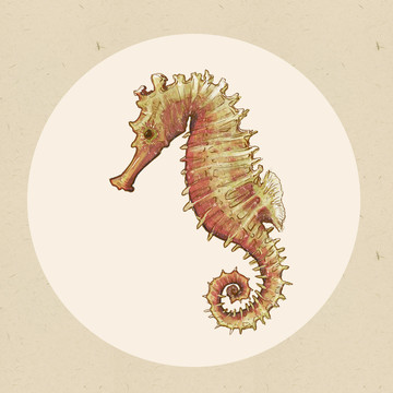 海馬中藥材手繪高清插畫