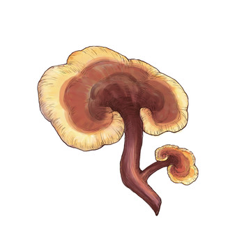靈芝中藥材手繪高清插畫