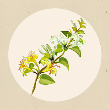 金銀花植株中藥材手繪高清插畫