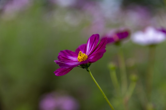 格桑花素材