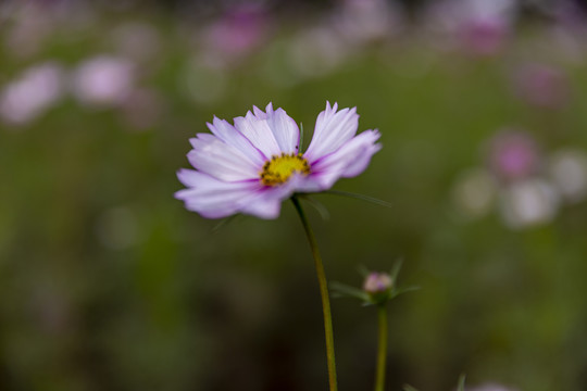 格桑花素材