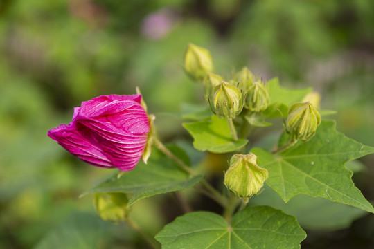 木芙蓉花卉素材