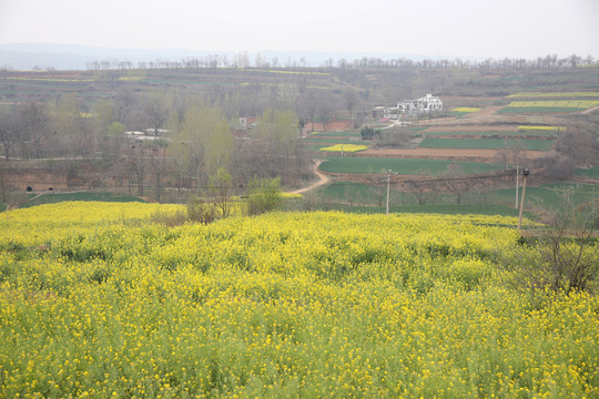 油菜花