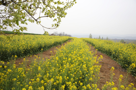 油菜花