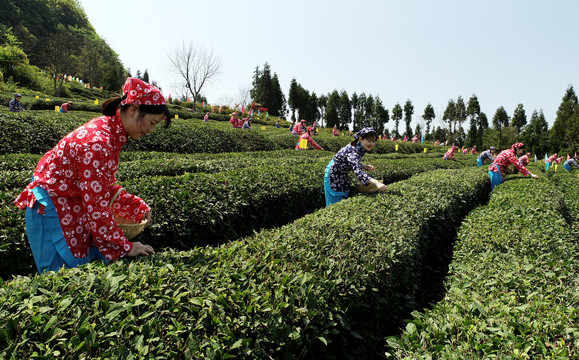 巴中茶场茶文化旅游节