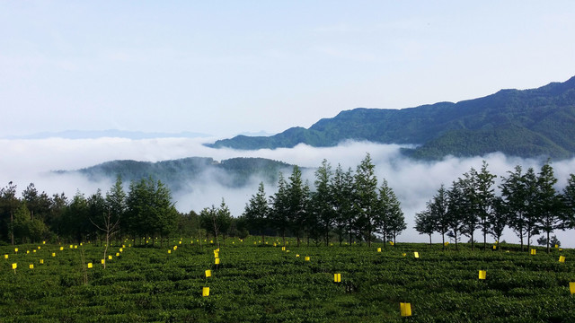 高山茶园山里早晨