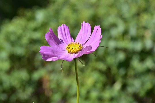 波斯菊特写