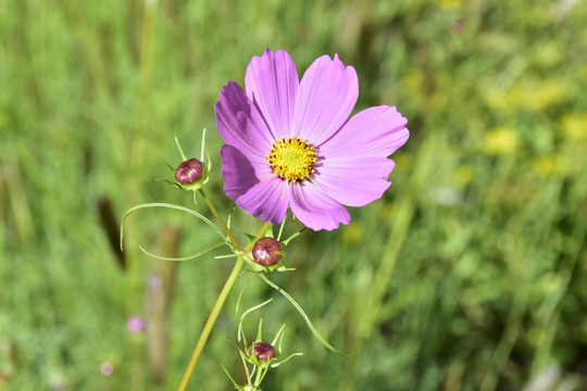 波斯菊花