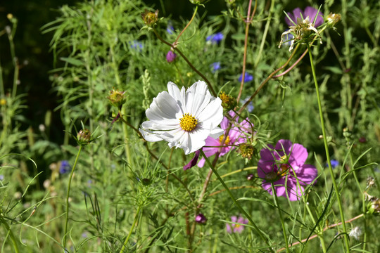 波斯菊花