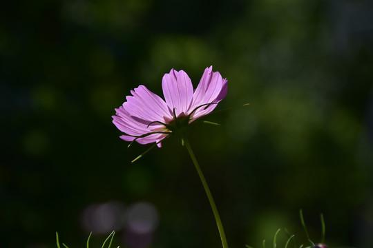 波斯菊花