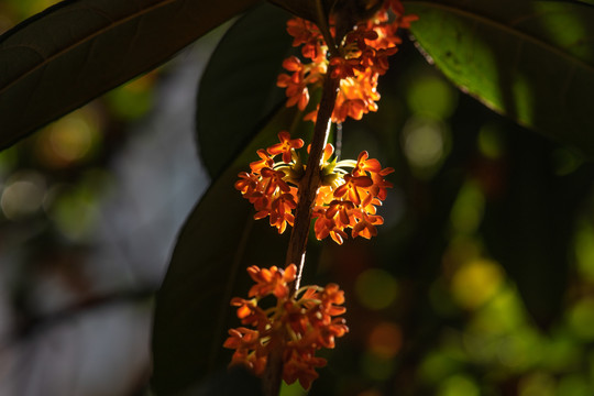 桂花树