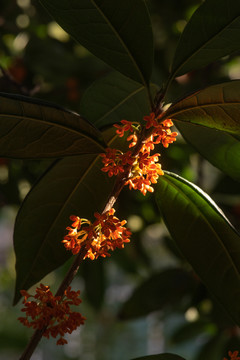 桂花树