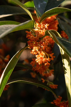 桂花树