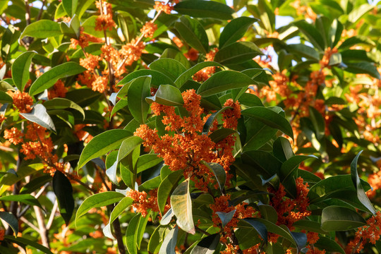 桂花树