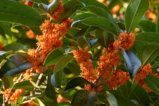 桂花树