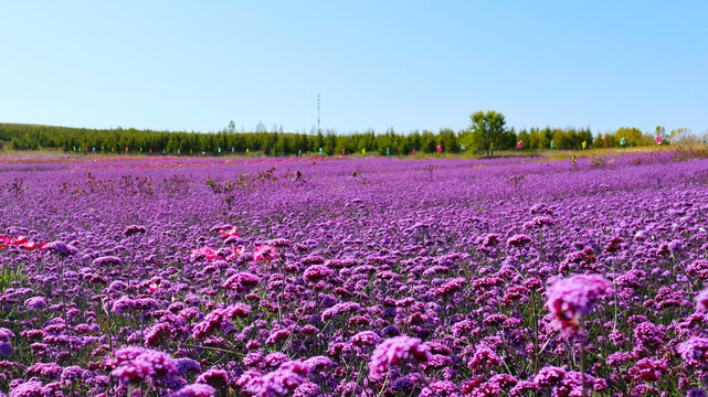 薰衣草花海