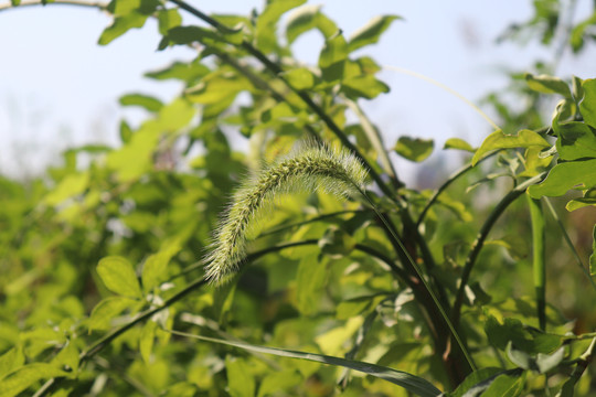 狗尾巴草