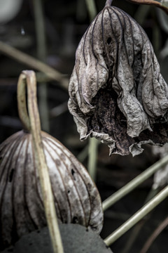 一夜绿荷霜剪破赚他秋雨不成珠