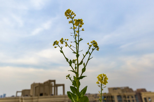 油菜花