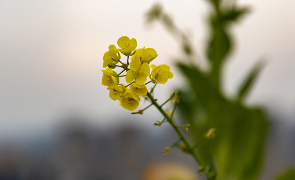 油菜花