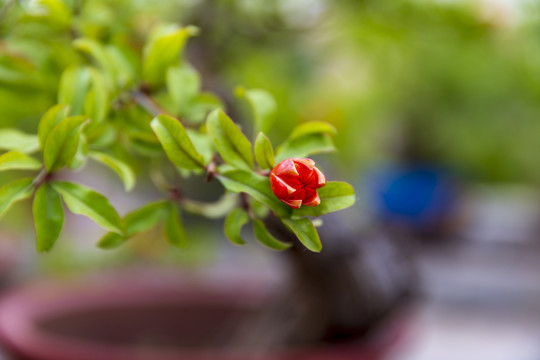 石榴花素材