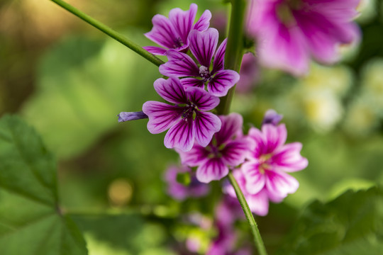 蜀葵花素材