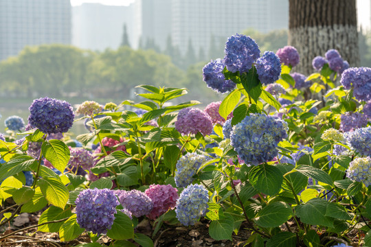 绣球公园绣球花