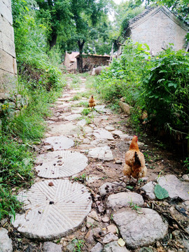 莱州乡村