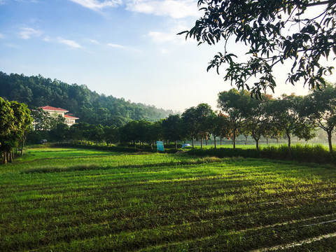 清晨的湿地公园