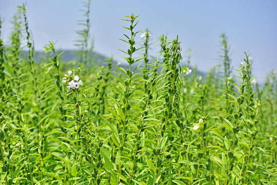 芝麻