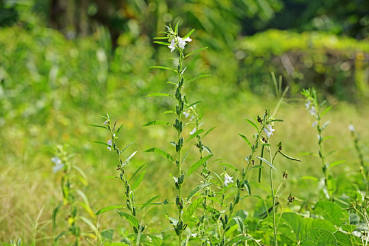 芝麻