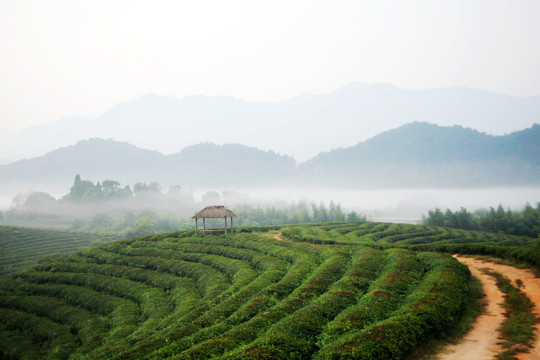 茶园清晨