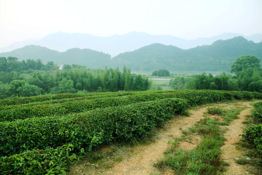 山村田野