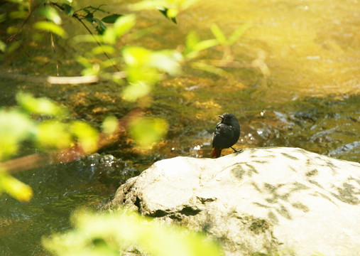 红尾水鸲雄在溪边