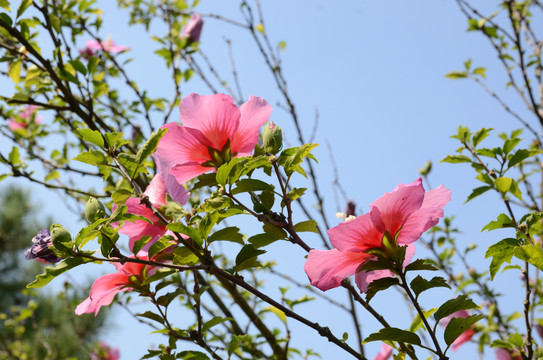 木棉花