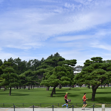 日本皇居外苑的松林