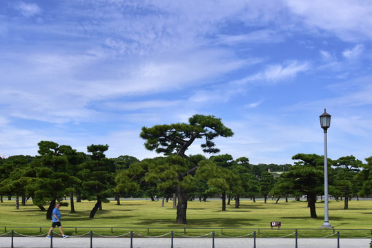 日本皇居外苑的松林公园