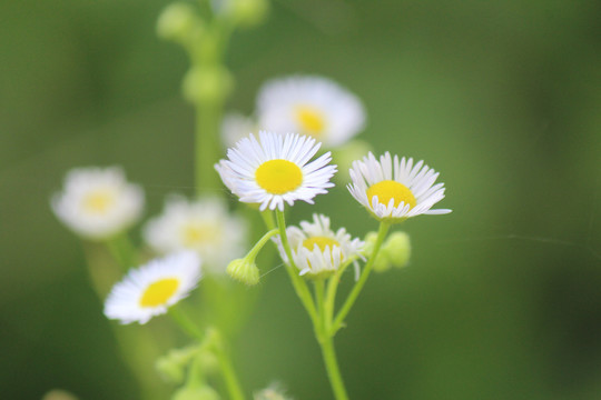 野菊花