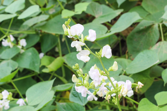 扁豆花