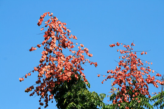 栾树花