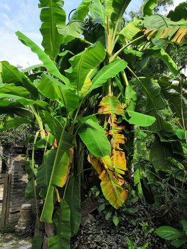 芭蕉树香蕉树