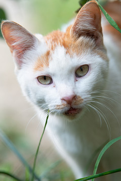 流浪猫