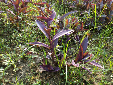 紫锦草
