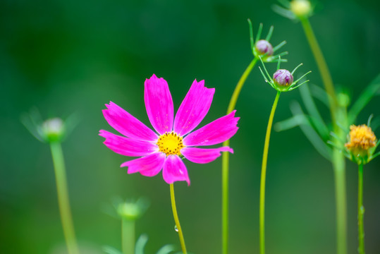 格桑花