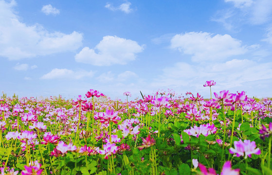 蓝天白云格桑花海