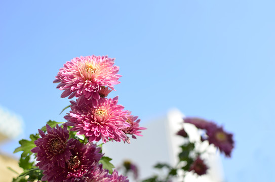 菊花