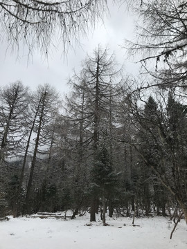 雪景