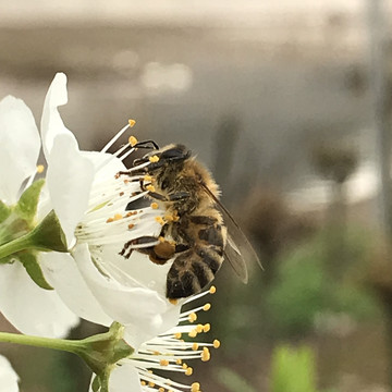 蜜蜂采蜜