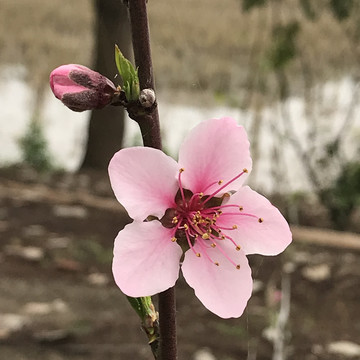 桃花