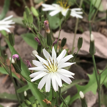 野花